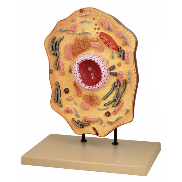 Animal Cell Model